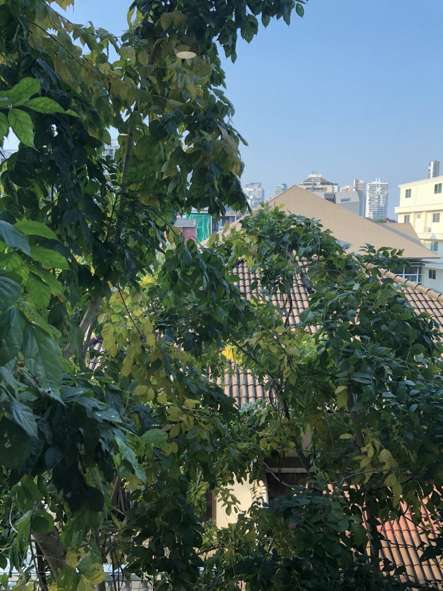 ลดอย่างเยอะ มาเร็ว ปล่อยขาย/เช่า! Hive Sukhumvit 65 1 ห้องนอน 40 ตรม ใกล้ BTS พระโขนง เพียง 3,800,000 บาท ค่าโอนคนละครึ่ง หรือ เช่าเพียง 16,000 บาท/เดือน เฟอร์นิเจอร์ครบพร้อมเข้าอยู่ (PROP000238)